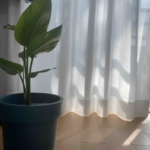 Sungan, moments, we live